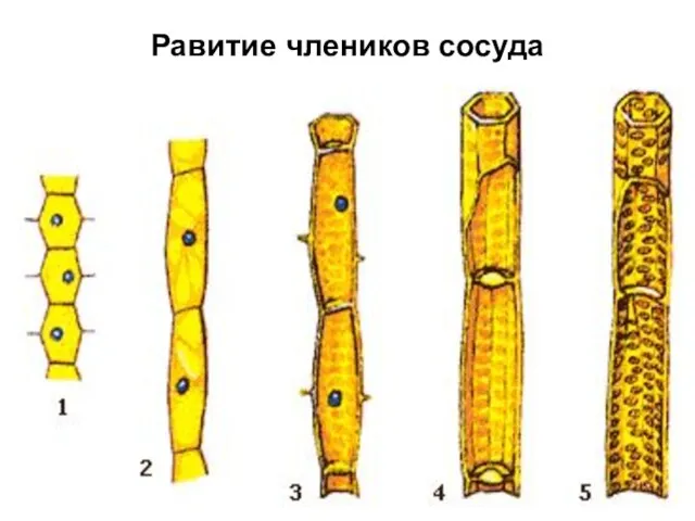 Равитие члеников сосуда