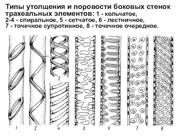 Типы утолщения и поровости боковых стенок трахеальных элементов: 1 - кольчатое,