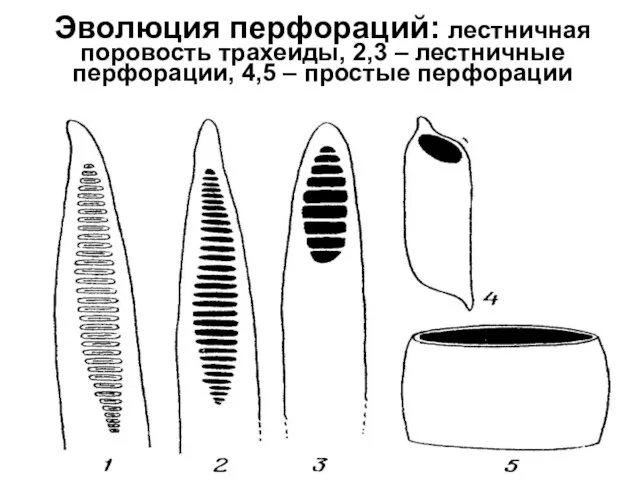 Эволюция перфораций: лестничная поровость трахеиды, 2,3 – лестничные перфорации, 4,5 – простые перфорации