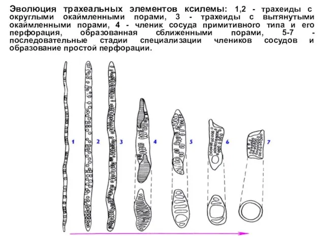 Эволюция трахеальных элементов ксилемы: 1,2 - трахеиды с округлыми окаймленными порами,