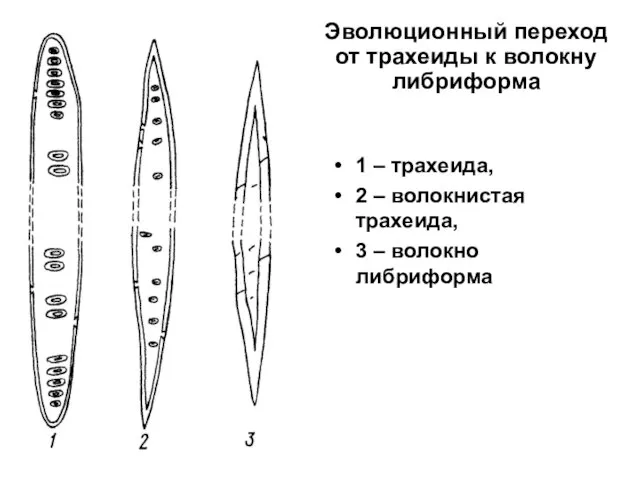 Эволюционный переход от трахеиды к волокну либриформа 1 – трахеида, 2