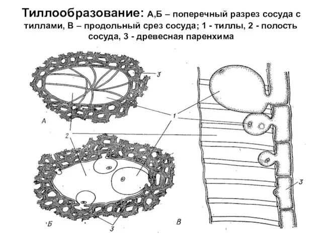 Тиллообразование: А,Б – поперечный разрез сосуда с тиллами, В – продольный