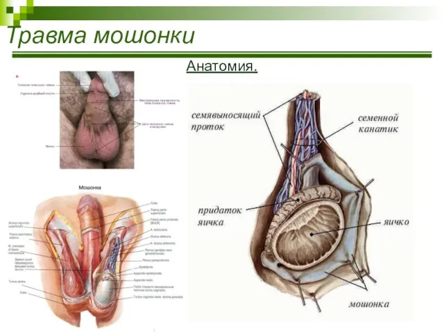 Травма мошонки Анатомия.