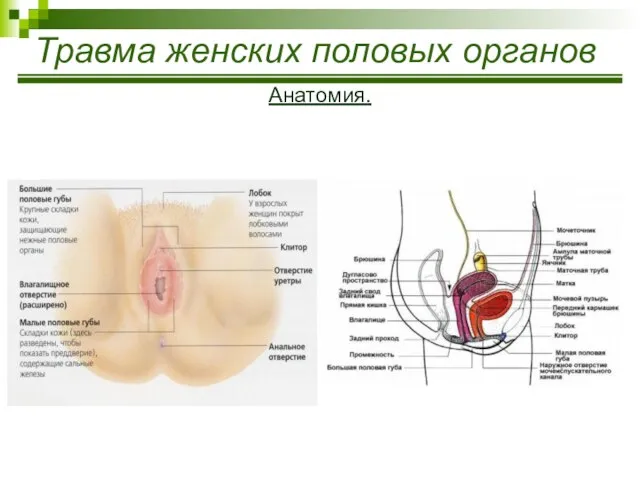 Травма женских половых органов Анатомия.