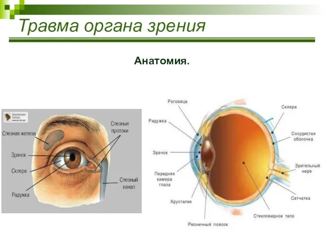 Травма органа зрения Анатомия.