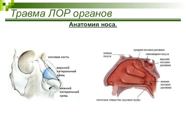 Травма ЛОР органов Анатомия носа.