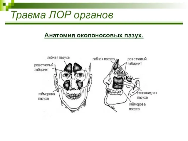 Травма ЛОР органов Анатомия околоносовых пазух.