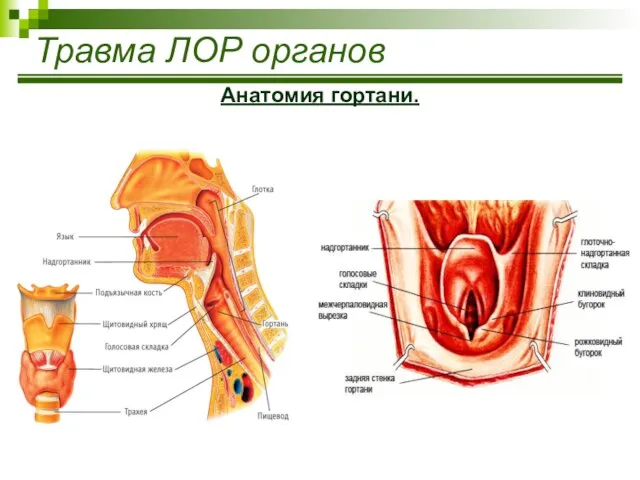 Травма ЛОР органов Анатомия гортани.