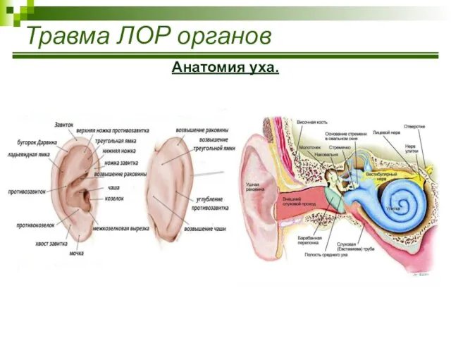 Травма ЛОР органов Анатомия уха.