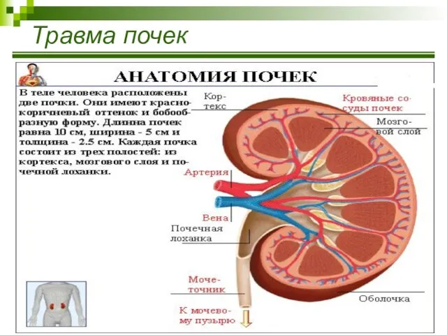 Травма почек