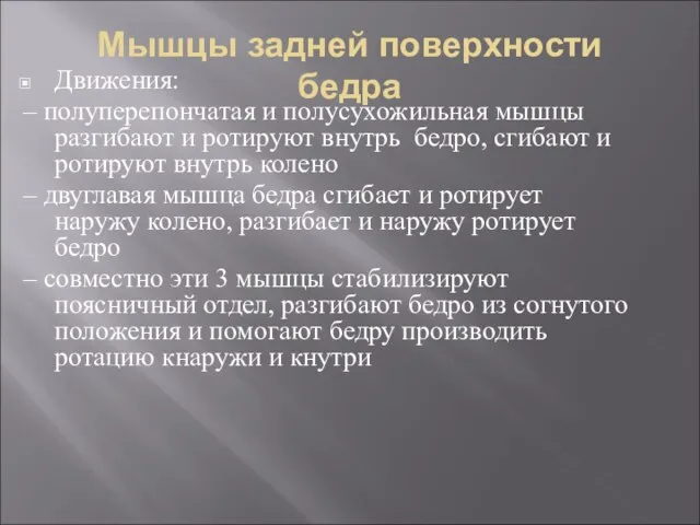 Мышцы задней поверхности бедра Движения: – полуперепончатая и полусухожильная мышцы разгибают