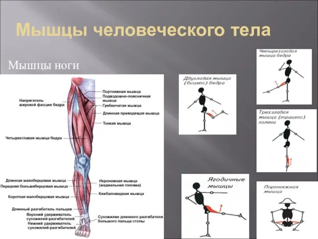 Мышцы человеческого тела Мышцы ноги