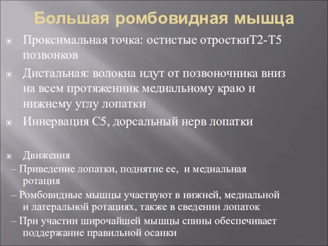 Большая ромбовидная мышца Проксимальная точка: остистые отросткиТ2-Т5 позвонков Дистальная: волокна идут