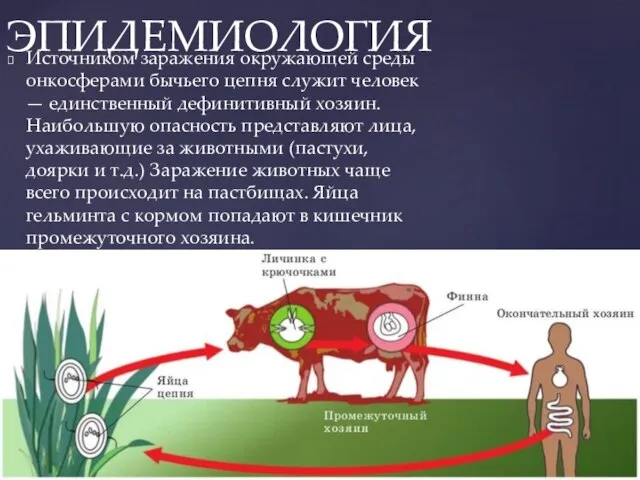 Источником заражения окружающей среды онкосферами бычьего цепня служит человек — единственный