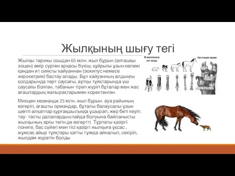 Жылқының шығу тегі Жылқы тарихы осыдан 65 млн. жыл бұрын (алғашқы