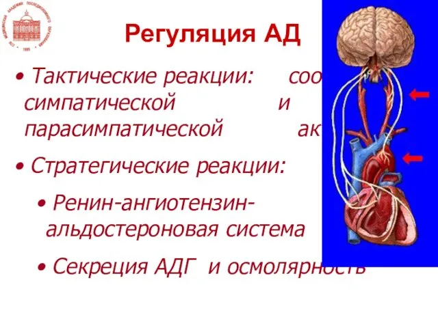 Регуляция АД Тактические реакции: соотношение симпатической и парасимпатической активности Стратегические реакции: