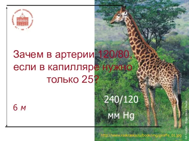 Зачем в артерии 120/80, если в капилляре нужно только 25? http://www.raskraska.ru/book/img/giraffe_01.jpg 6 м 240/120 мм Hg