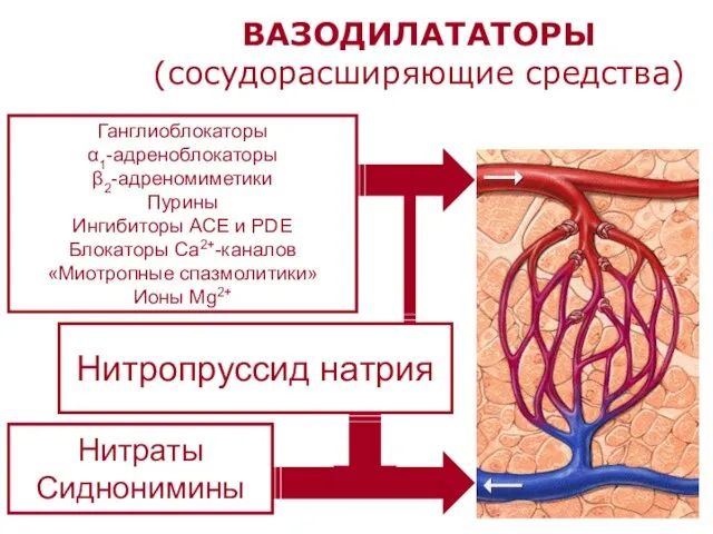 ВАЗОДИЛАТАТОРЫ (сосудорасширяющие средства) Нитраты Сиднонимины Нитропруссид натрия Ганглиоблокаторы α1-адреноблокаторы β2-адреномиметики Пурины