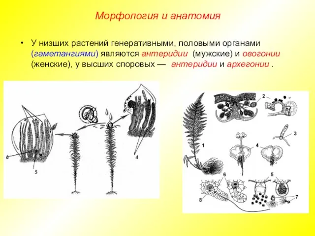 У низших растений генеративными, половыми органами (гаметангиями) являются антеридии (мужские) и