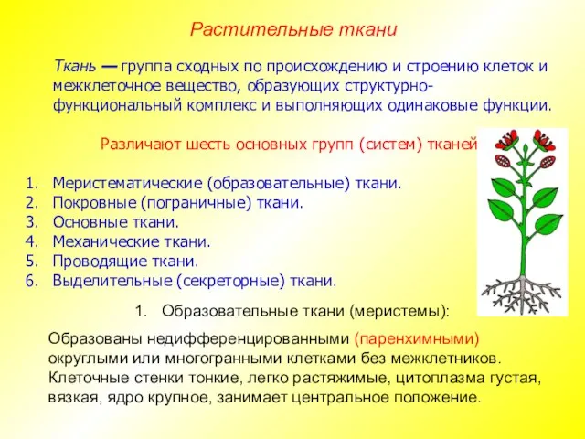 Ткань — группа сходных по происхождению и строению клеток и межклеточное