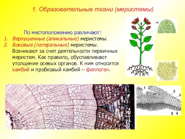 По местоположению различают: Верхушечные (апикальные) меристемы. Боковые (латеральные) меристемы. Возникают за