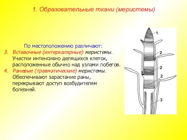 По местоположению различают: Вставочные (интеркалярные) меристемы. Участки интенсивно делящихся клеток, расположенные