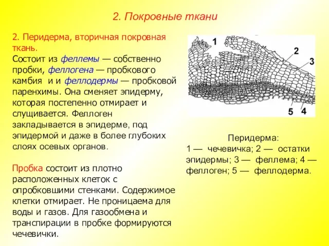 2. Перидерма, вторичная покровная ткань. Состоит из феллемы — собственно пробки,