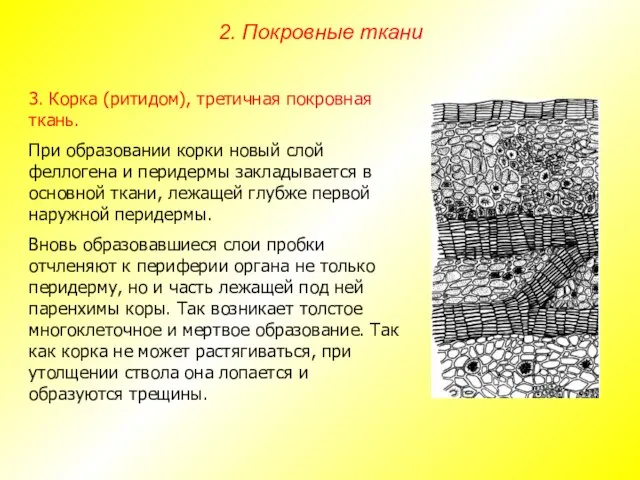 3. Корка (ритидом), третичная покровная ткань. При образовании корки новый слой