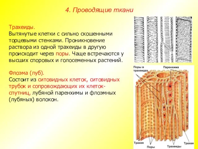 Трахеиды. Вытянутые клетки с сильно скошенными торцевыми стенками. Проникновение раствора из