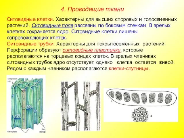 Ситовидные клетки. Характерны для высших споровых и голосеменных растений. Ситовидные поля