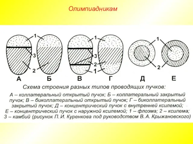 Олимпиадникам