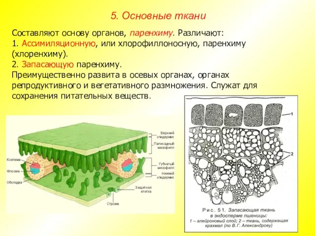 Составляют основу органов, паренхиму. Различают: 1. Ассимиляционную, или хлорофиллоносную, паренхиму (хлоренхиму).