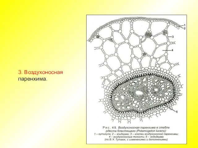 3. Воздухоносная паренхима.