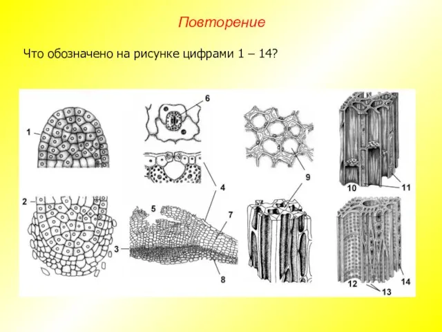 Что обозначено на рисунке цифрами 1 – 14? Повторение