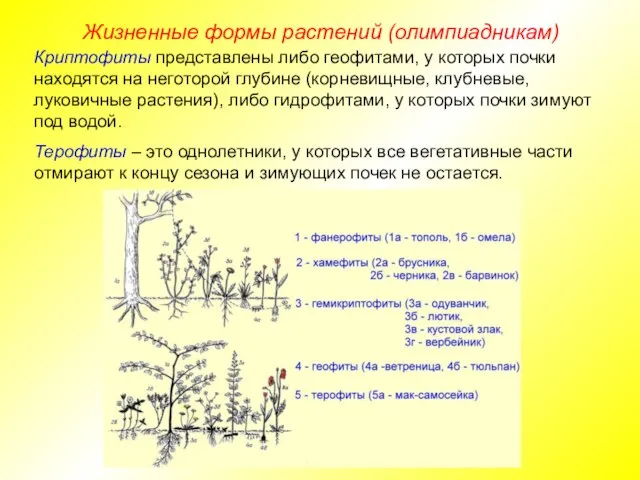 Жизненные формы растений (олимпиадникам) Криптофиты представлены либо геофитами, у которых почки