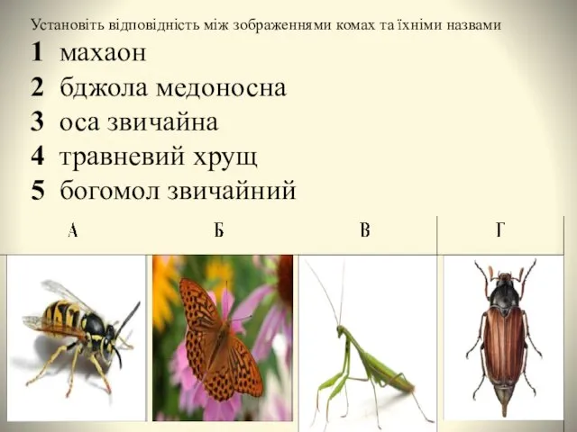 Установіть відповідність між зображеннями комах та їхніми назвами 1 махаон 2