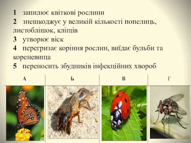 1 запилює квіткові рослини 2 знешкоджує у великій кількості попелиць, листоблішок,