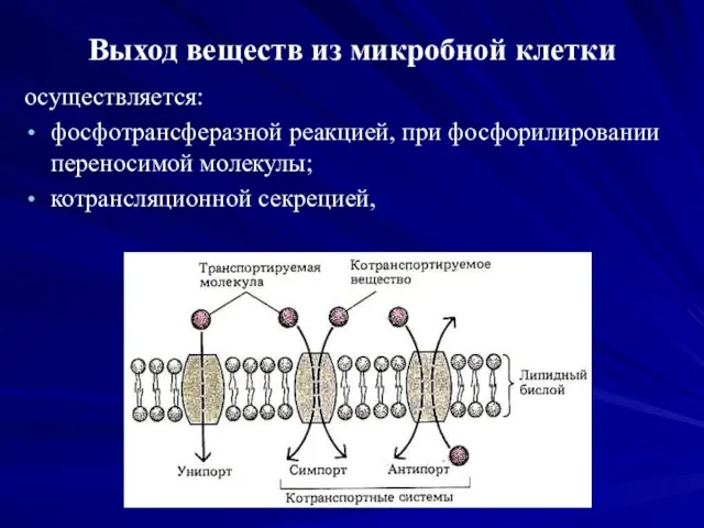 Выход веществ из микробной клетки осуществляется: фосфотрансферазной реакцией, при фосфорилировании переносимой молекулы; котрансляционной секрецией,