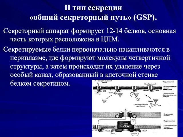 II тип секреции «общий секреторный путь» (GSP). Секреторный аппарат формирует 12-14