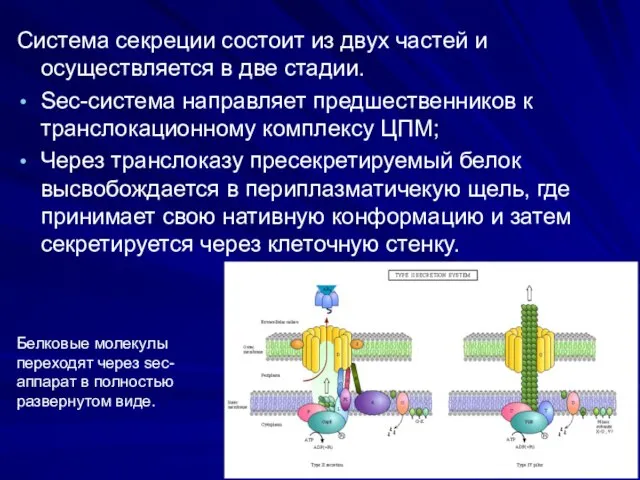 Система секреции состоит из двух частей и осуществляется в две стадии.