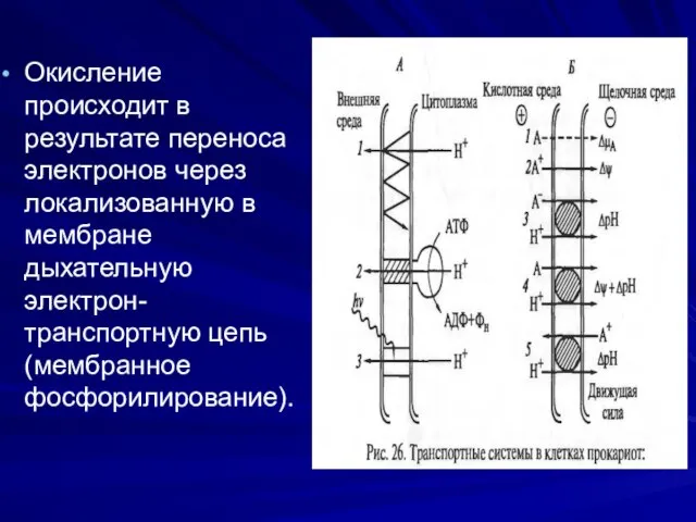 Окисление происходит в результате переноса электронов через локализованную в мембране дыхательную электрон-транспортную цепь (мембранное фосфорилирование).