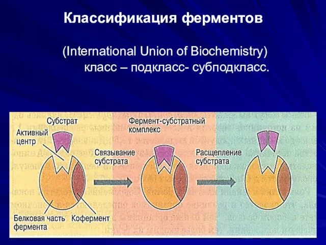 Классификация ферментов (International Union of Biochemistry) класс – подкласс- субподкласс.
