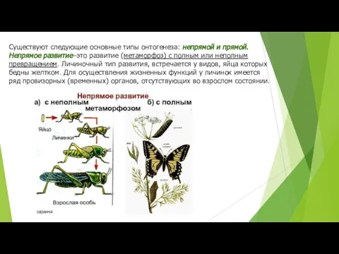 Существуют следующие основные типы онтогенеза: непрямой и прямой. Непрямое развитие–это развитие