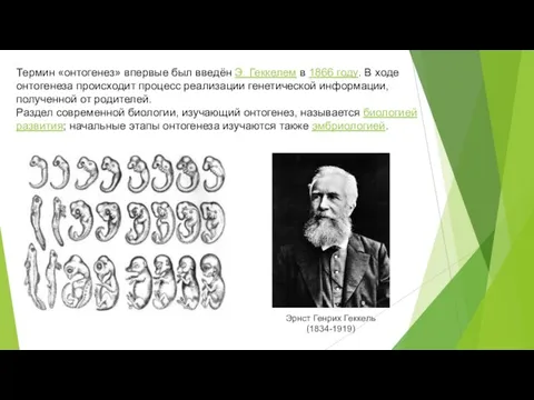 Термин «онтогенез» впервые был введён Э. Геккелем в 1866 году. В