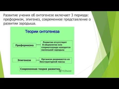 Развитие учения об онтогенезе включает 3 периода: преформизм, эпигенез, современное представление о развитии зародыша.