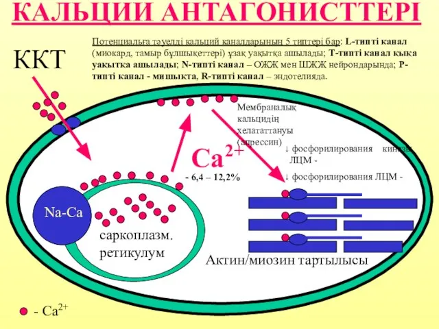 КАЛЬЦИИ АНТАГОНИСТТЕРІ ККТ саркоплазм. ретикулум Актин/миозин тартылысы Са2+ Na-Ca - Ca2+