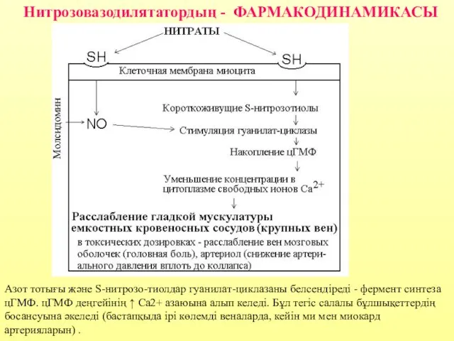 Нитрозовазодилятатордың - ФАРМАКОДИНАМИКАСЫ Азот тотығы және S-нитрозо-тиолдар гуанилат-циклазаны белсендіреді - фермент