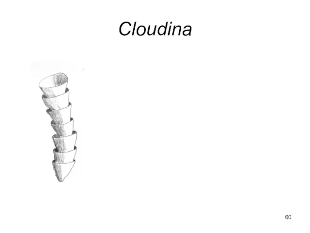 Cloudina