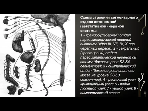 Схема строения сегментарного отдела автономной (вегетативной) нервной системы: 1 - краниобульбарный