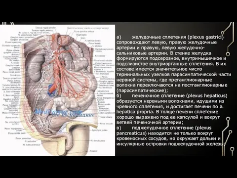 а) желудочные сплетения (plexus gastrici) сопровождают левую, правую желудочные артерии и